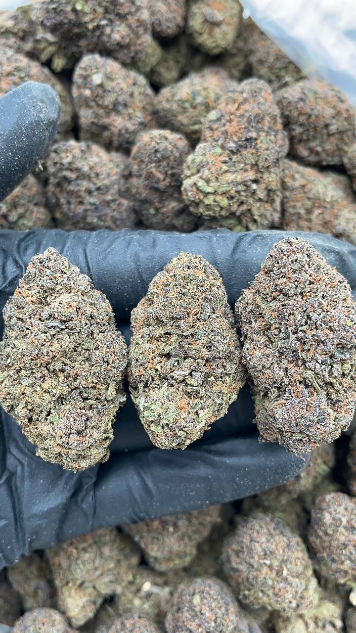 Tropical Runtz - PK608