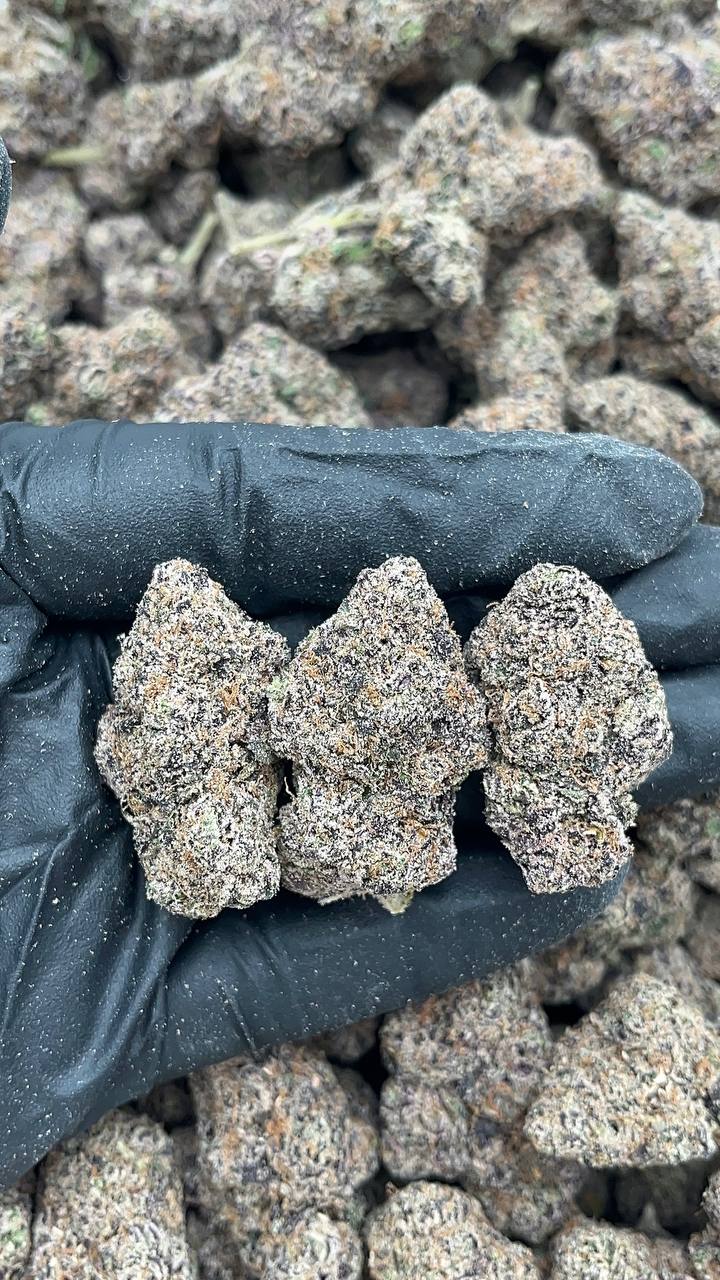 Jet Fuel Gelato - PK603