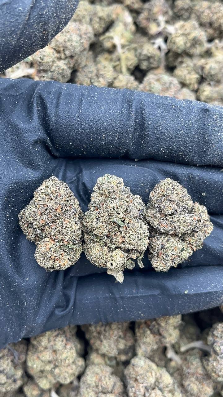 Dawgy Treats - PK596