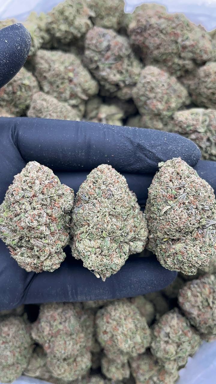 Frosted Donuts - PK588