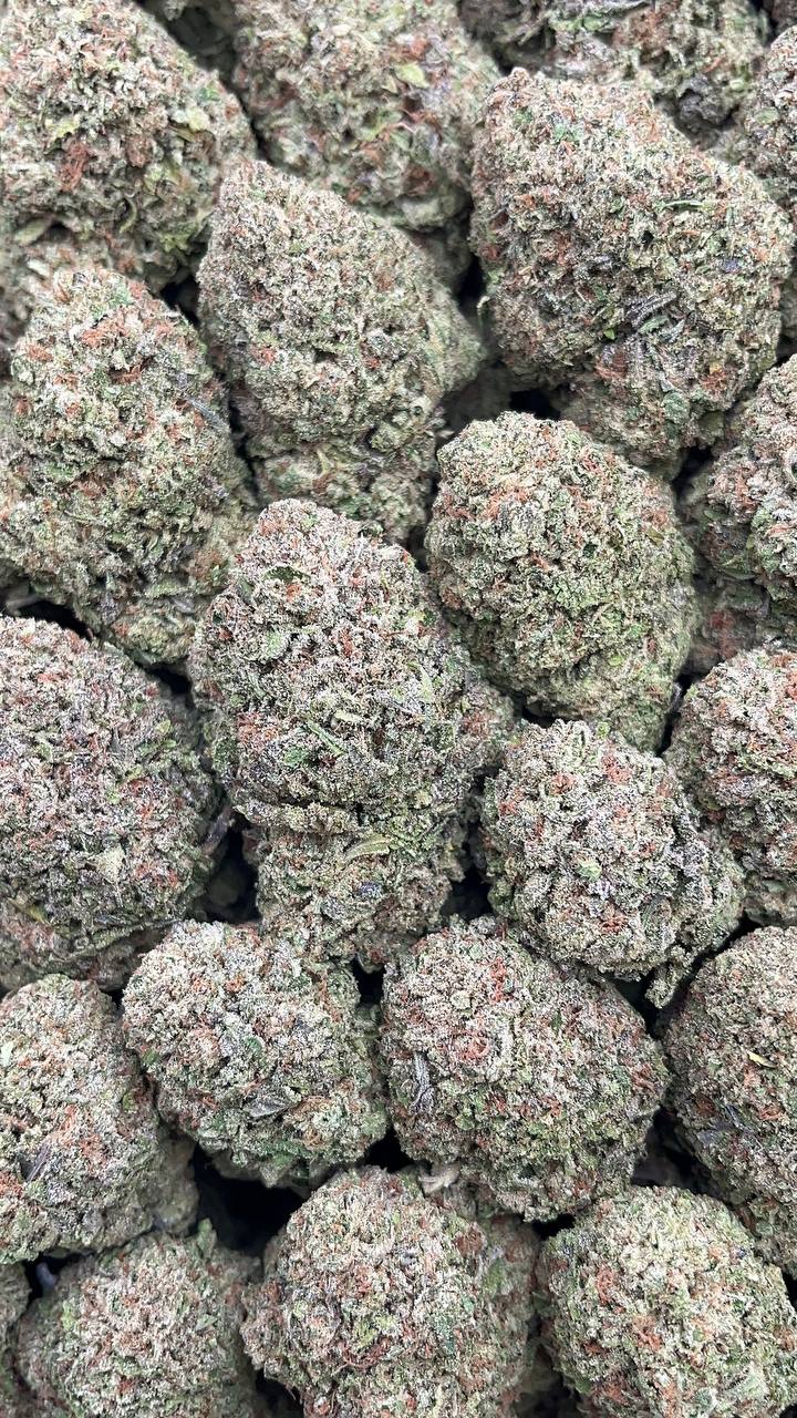 Frosted Donuts - PK588