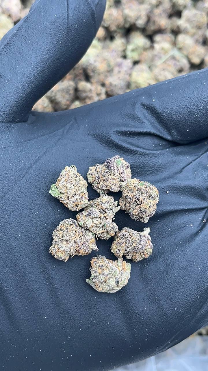 Cheetah Mintz Smalls - PK587