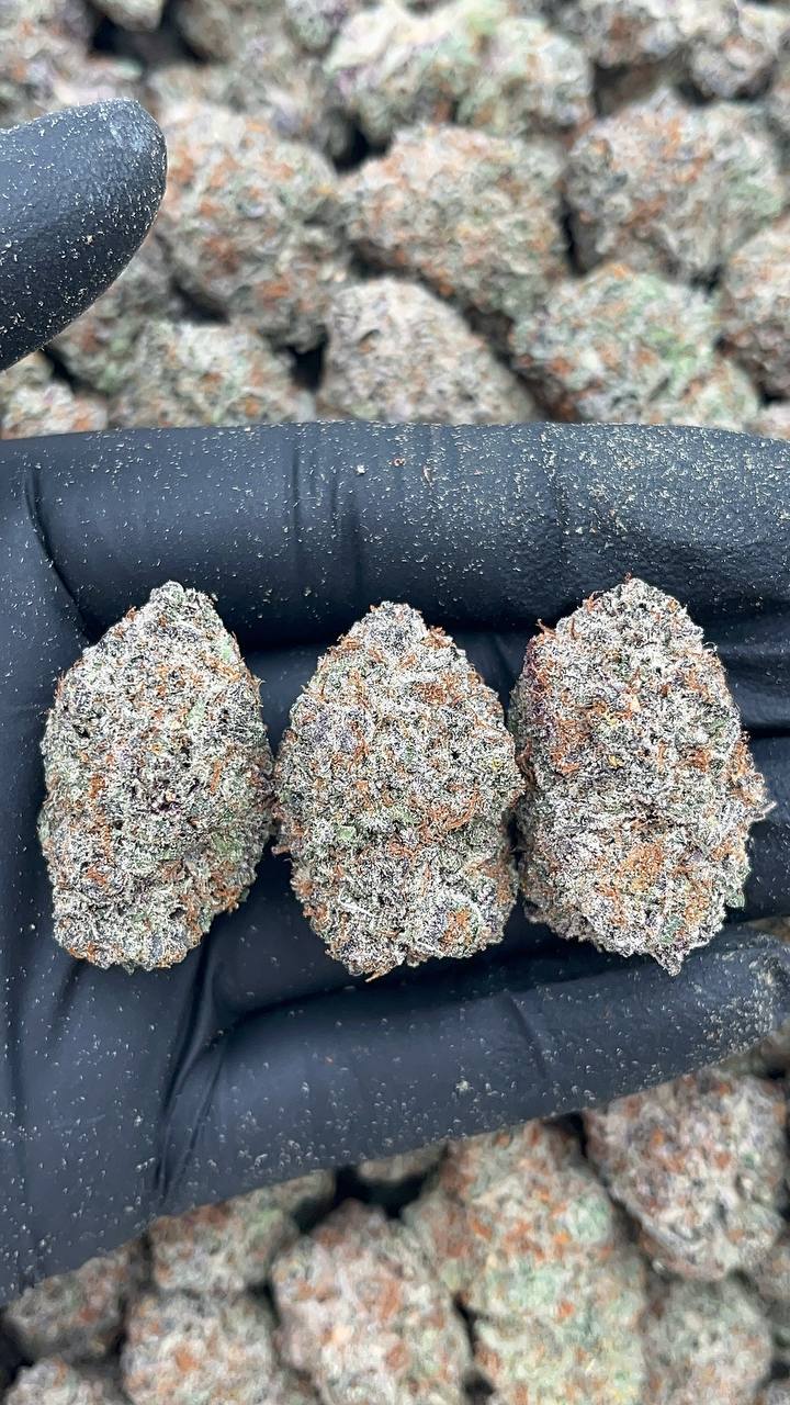 Blue Truffle - PK582