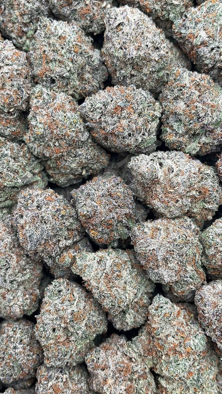 Blue Truffle - PK582