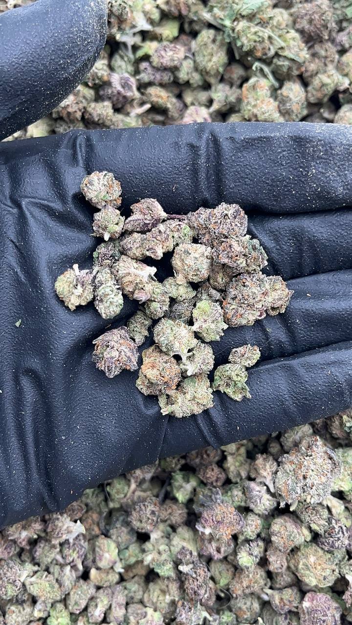 Zushilato Micros - PK580