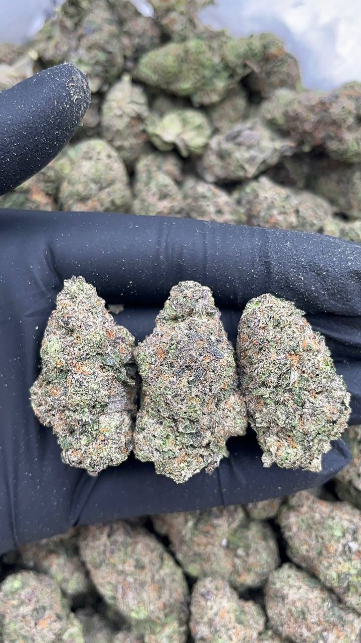 Blueberry Headband - PK575