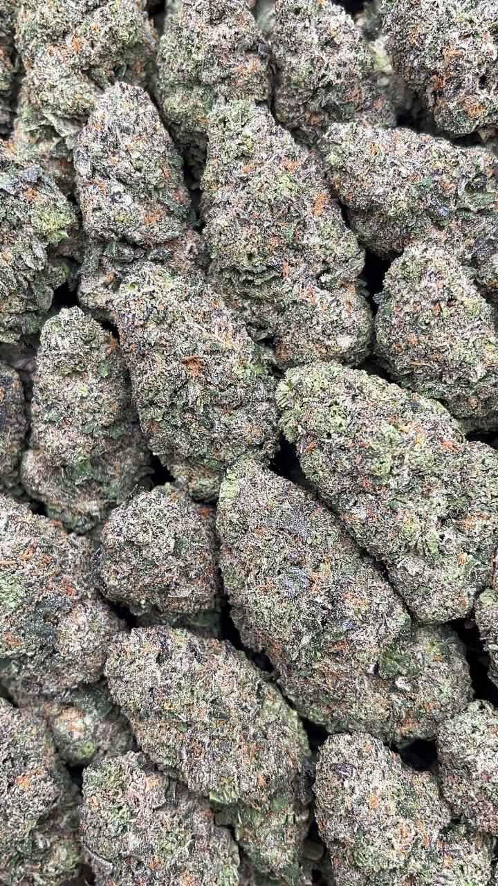 Blueberry Headband - PK575