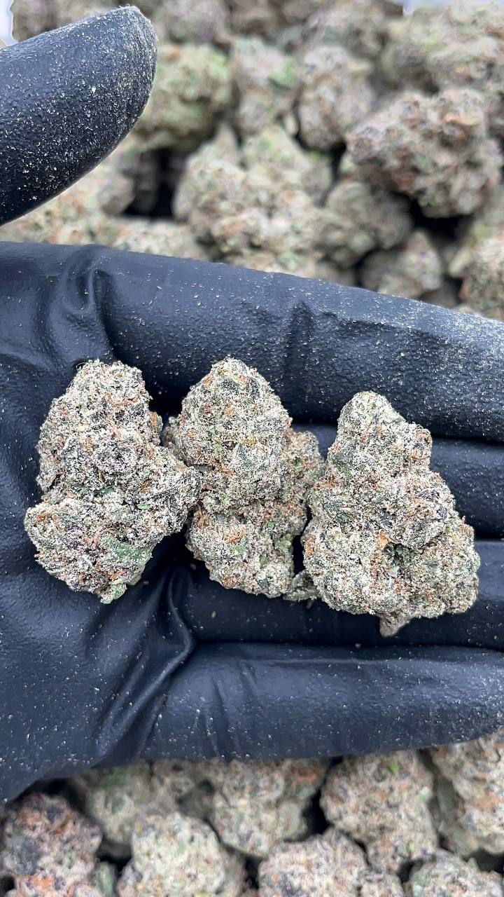 Ace Candy - PK573 (Licensed)