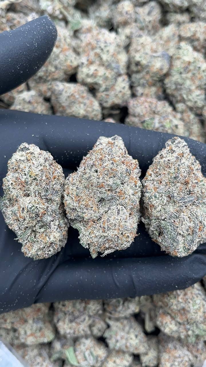 Trufflelatti - PK567