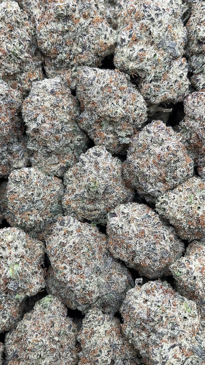 Trufflelatti - PK567