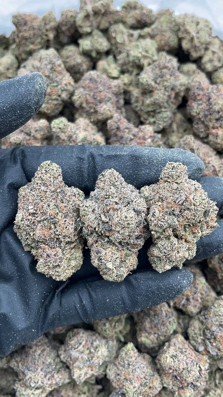 Biskante - PK566 (Licensed)