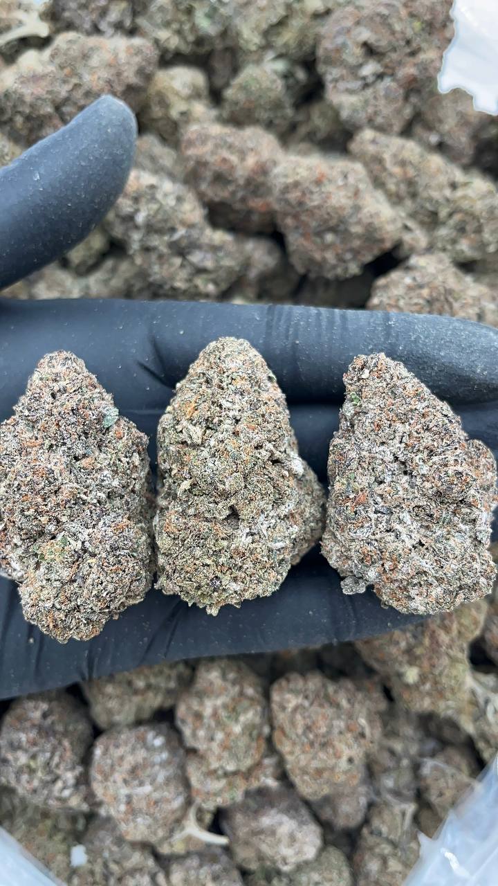 Fritter Licker - PK564