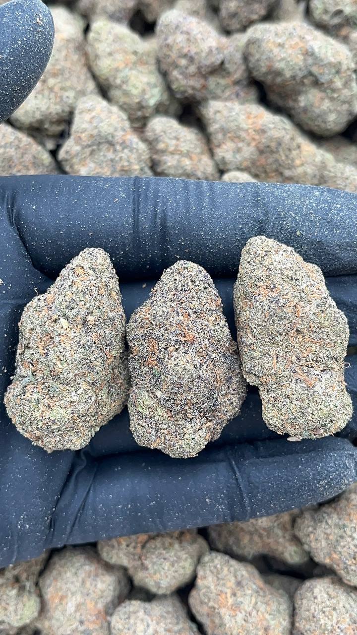 Mellow Melons - PK562