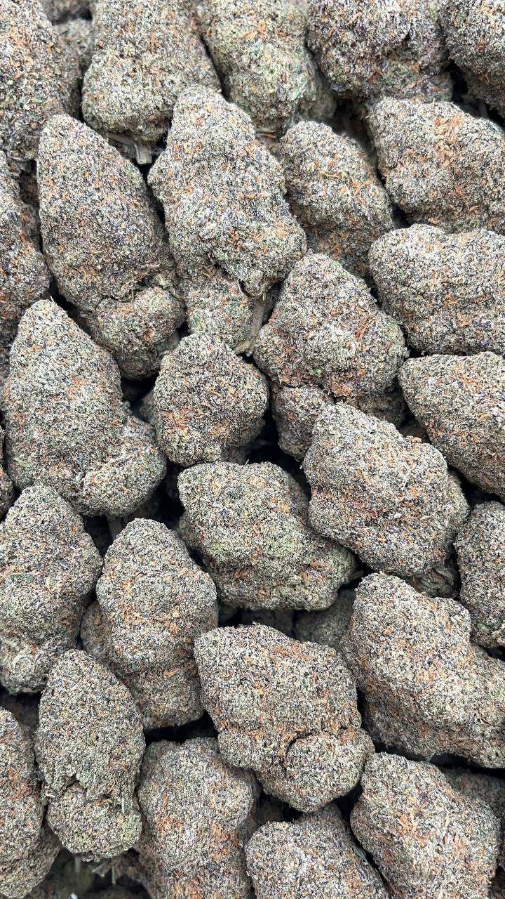 Mellow Melons - PK562