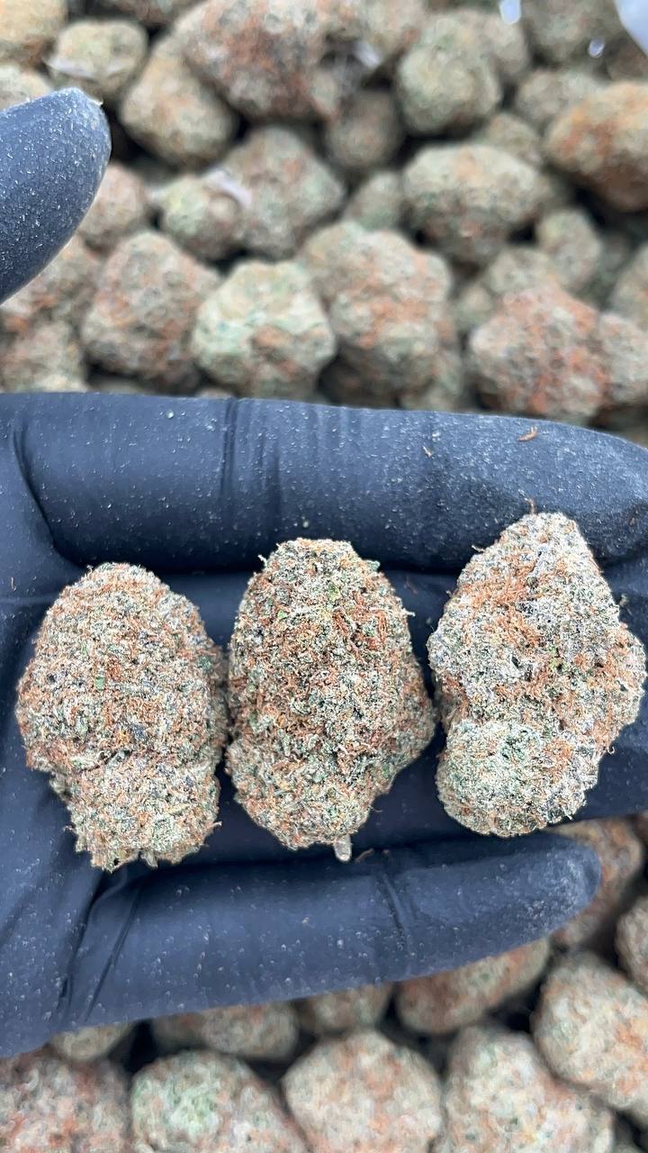 Tropical Slushie  - PK561