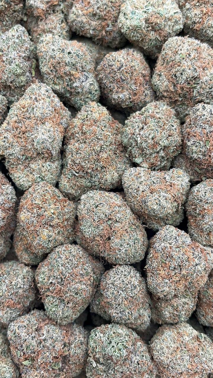 Tropical Slushie  - PK561