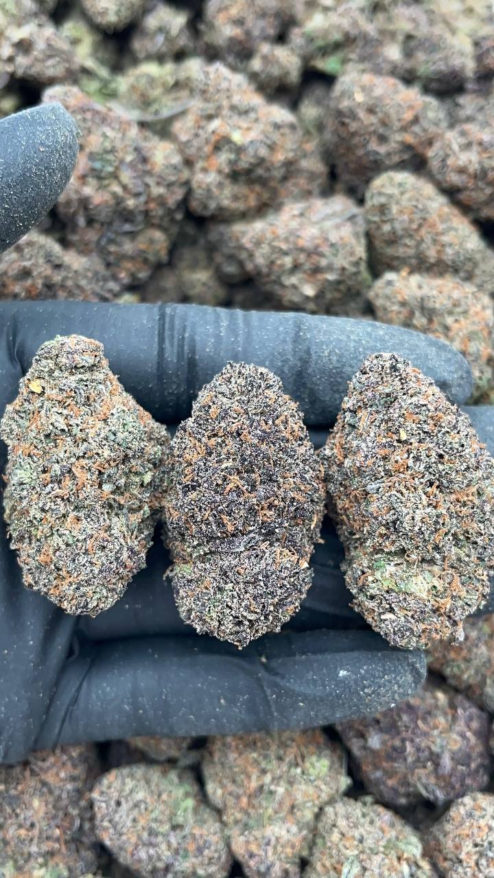 Donny Burger - PK559