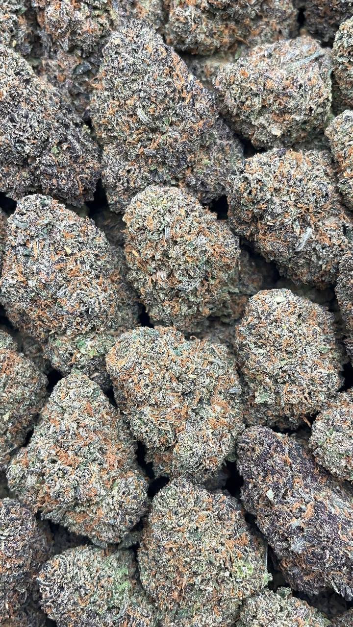 Donny Burger - PK559