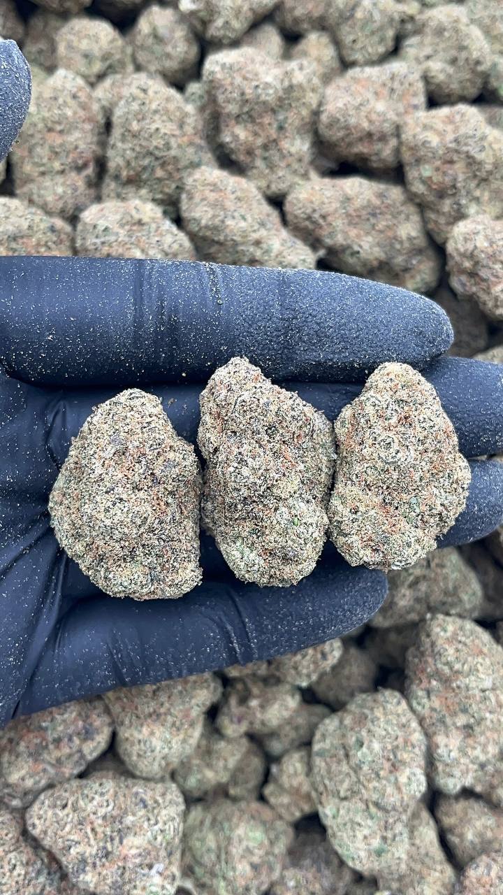 Cinnamon Gelato - PK558