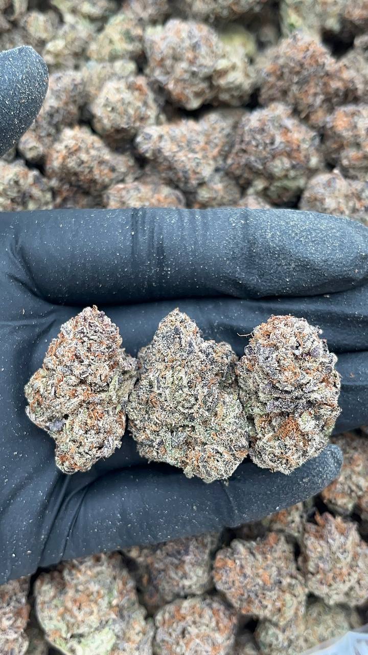 Disco Glitter - PK557