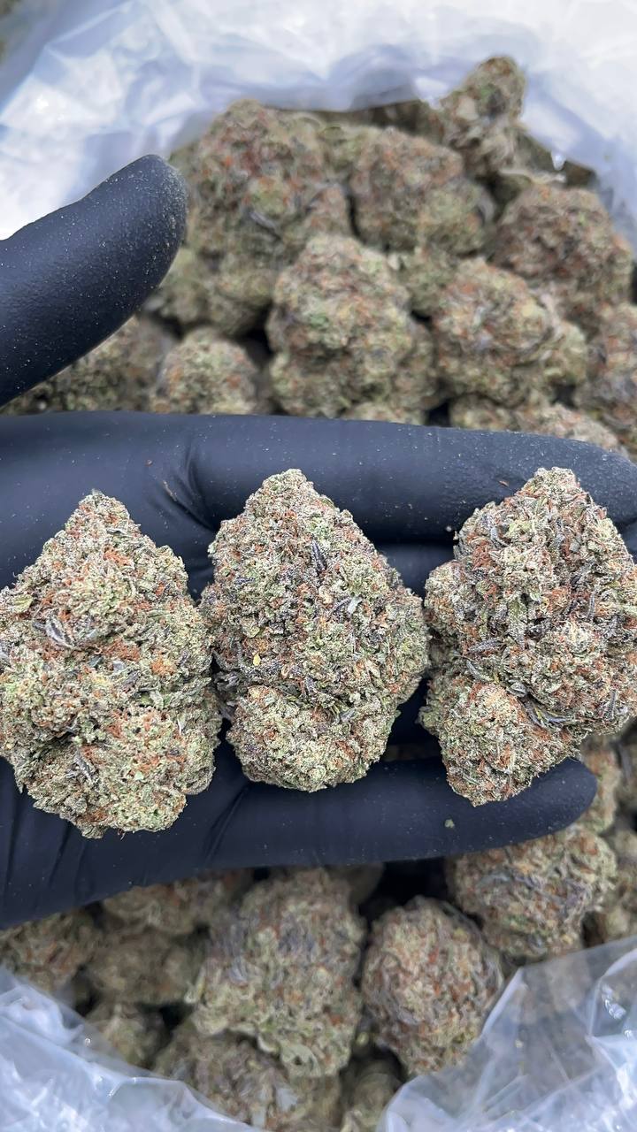 Sunset Black Ice - PK554