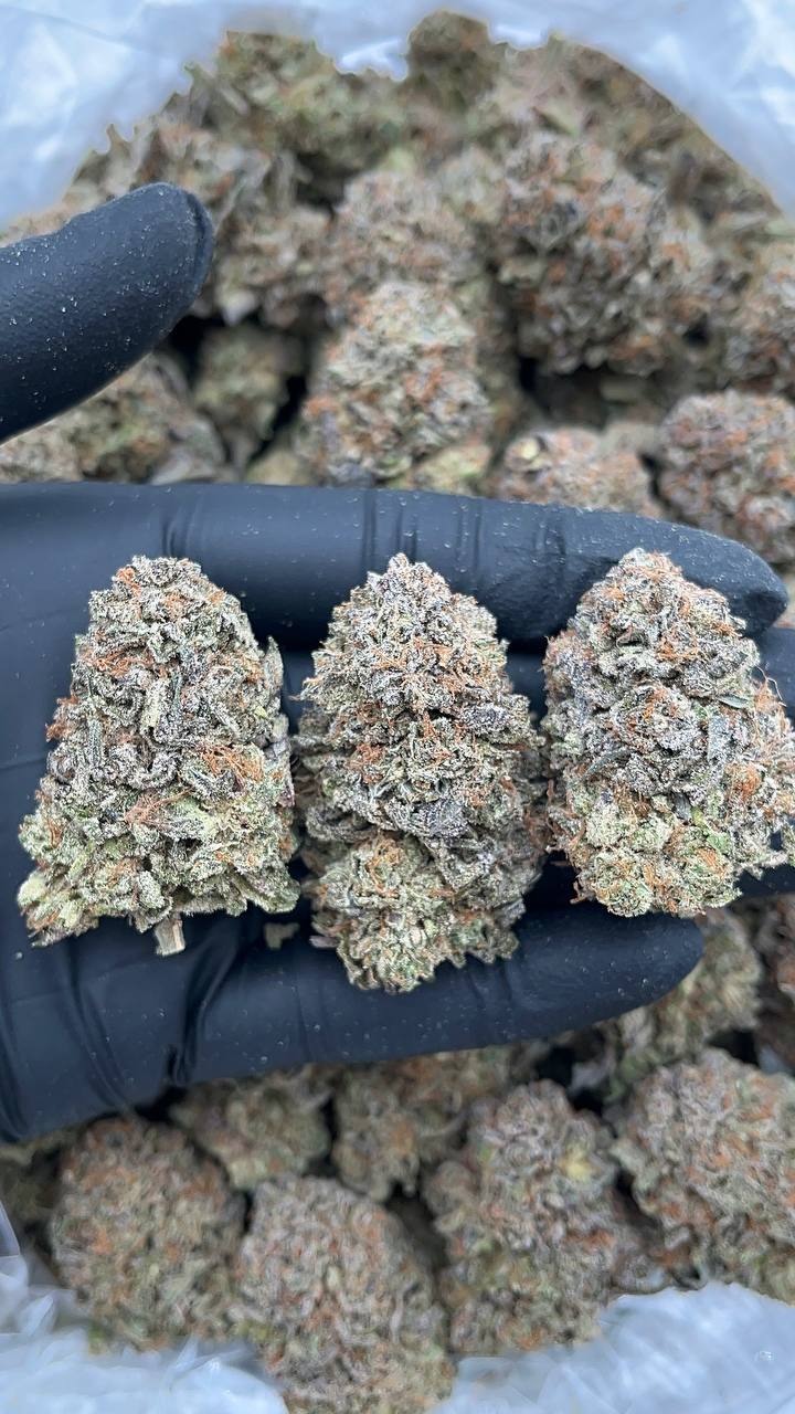 Platinum Haze - PK552