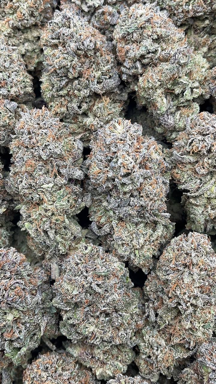 Platinum Haze - PK552