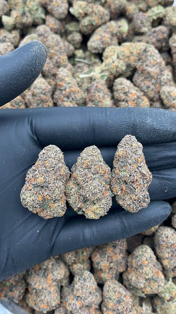 Permanent Marker - PK549