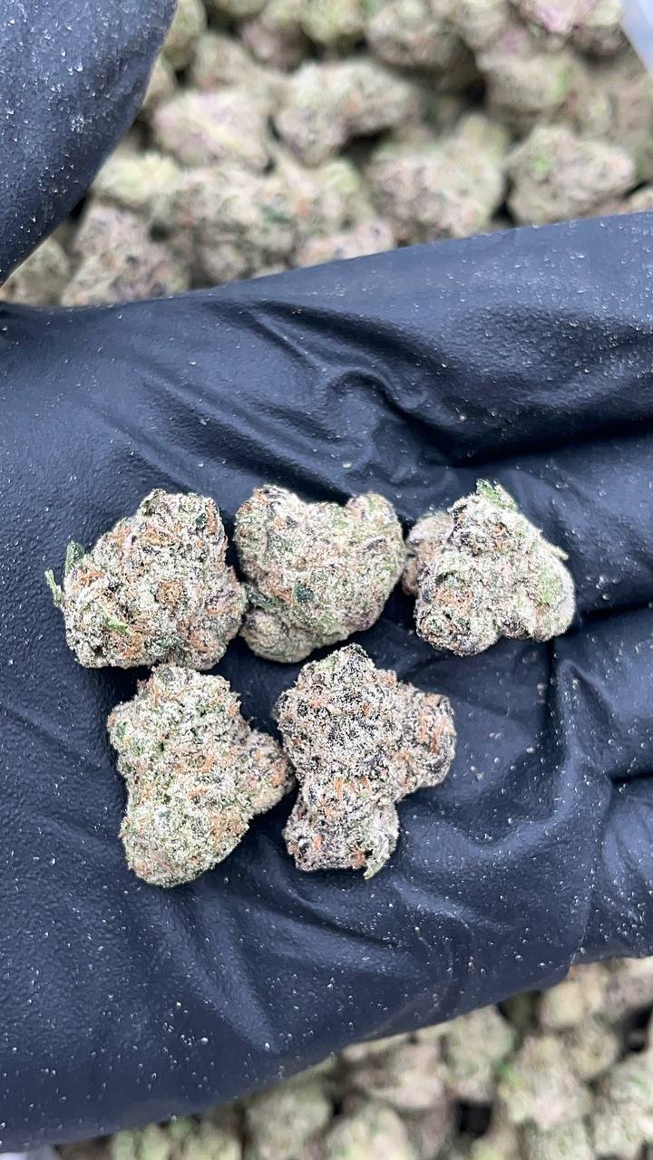 Gelato 33 Mediums - PK547 (Licensed)