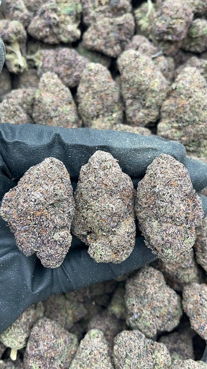 Race Fuel OG - PK544