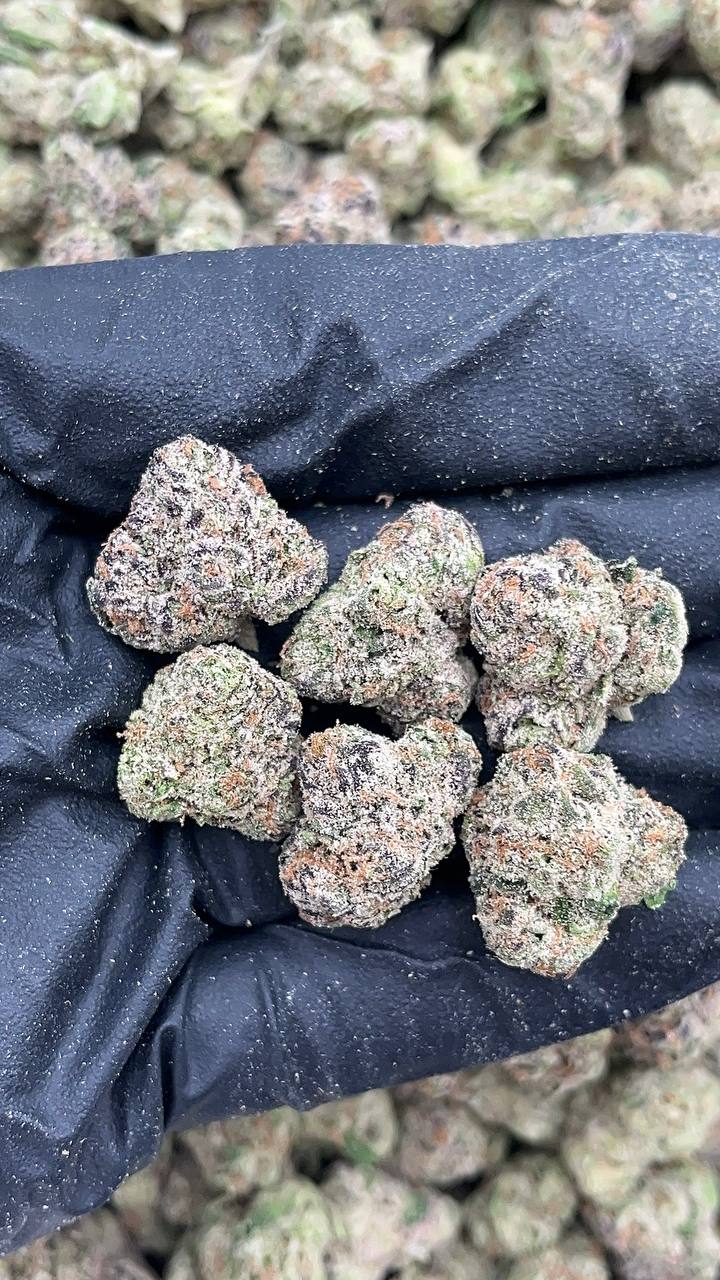 Obama Runtz Mediums - PK542 (Licensed)