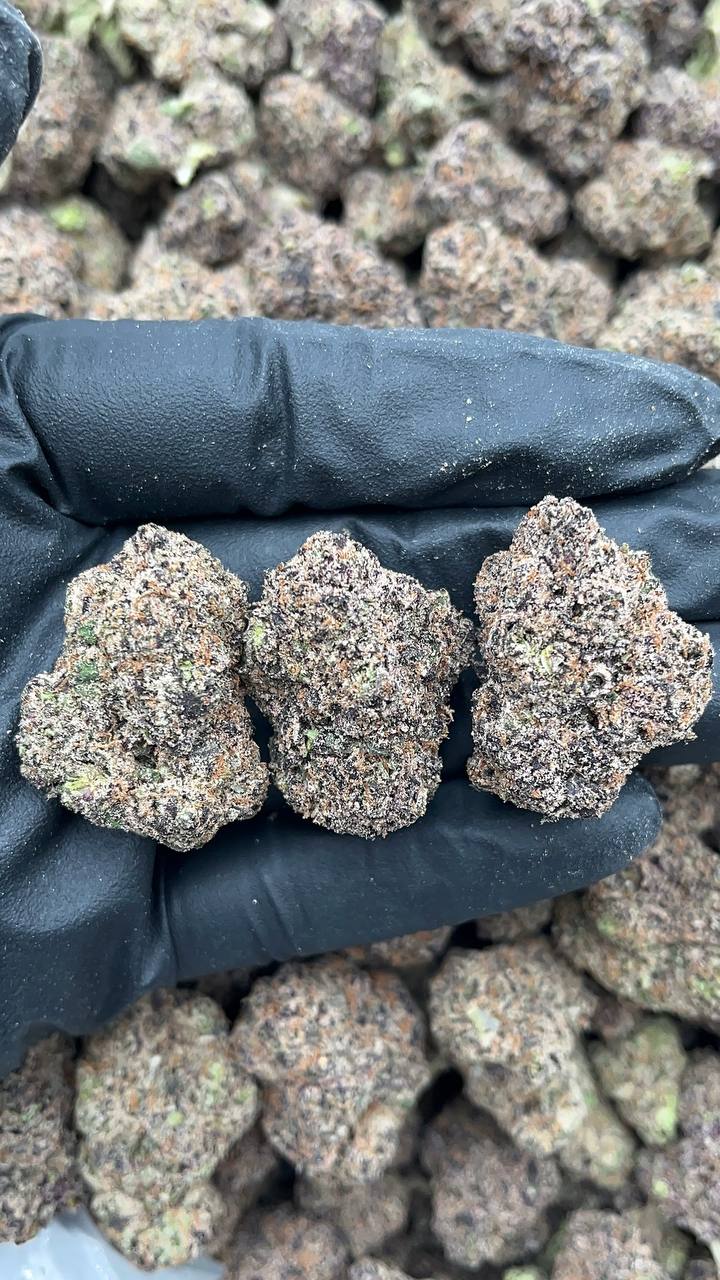 Pink Gum Drop - PK537