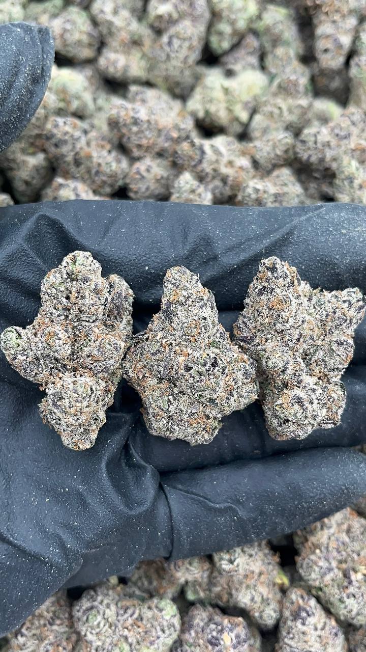 Gumballz - PK534 (Licensed)