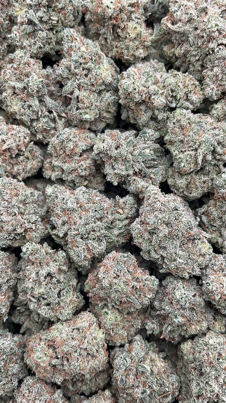 Fruity Gum - PK531