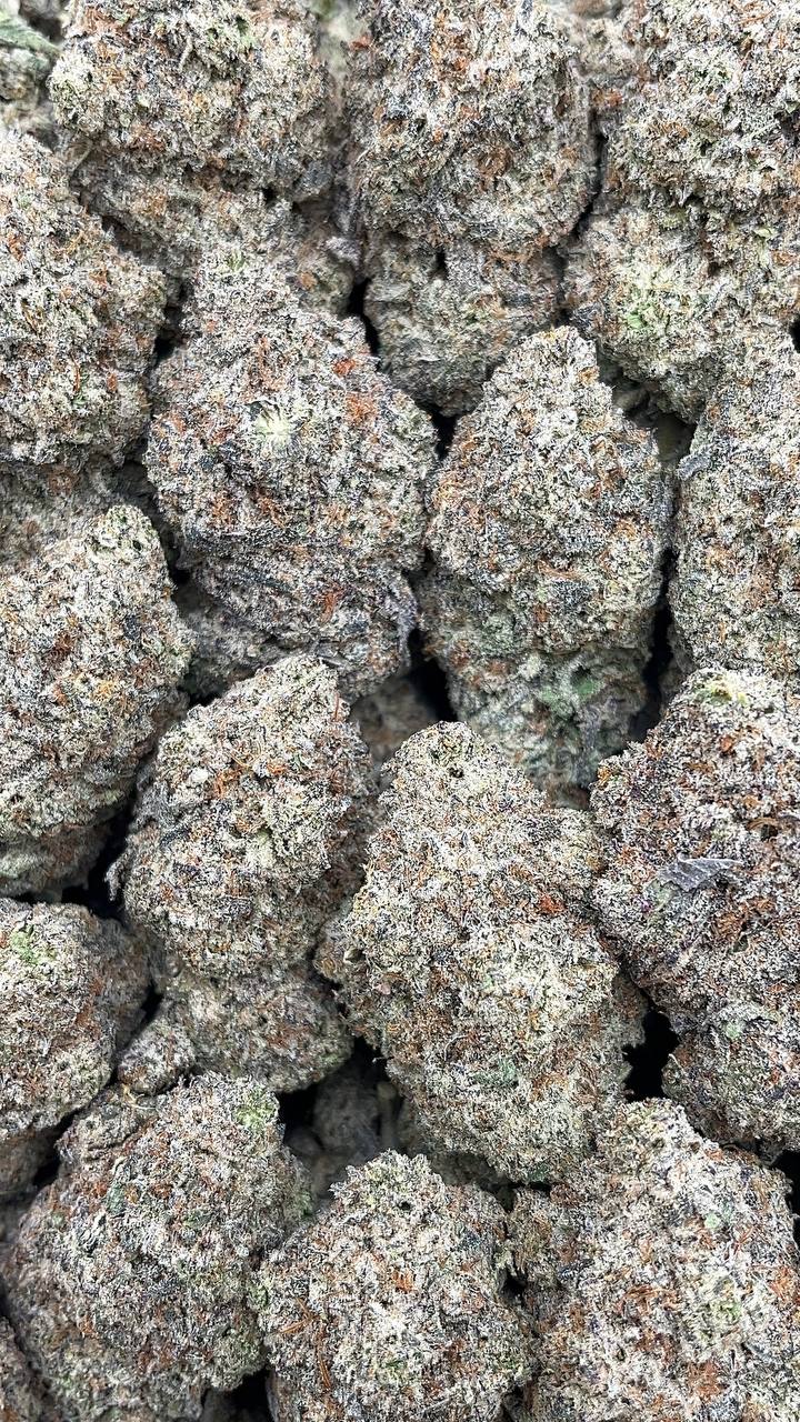 White Truffle - PK528