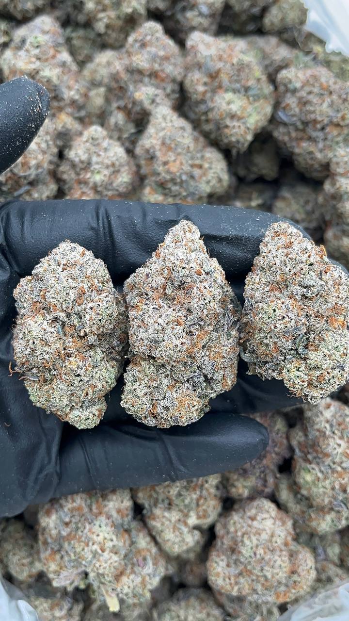 Oreo Thunder - PK525