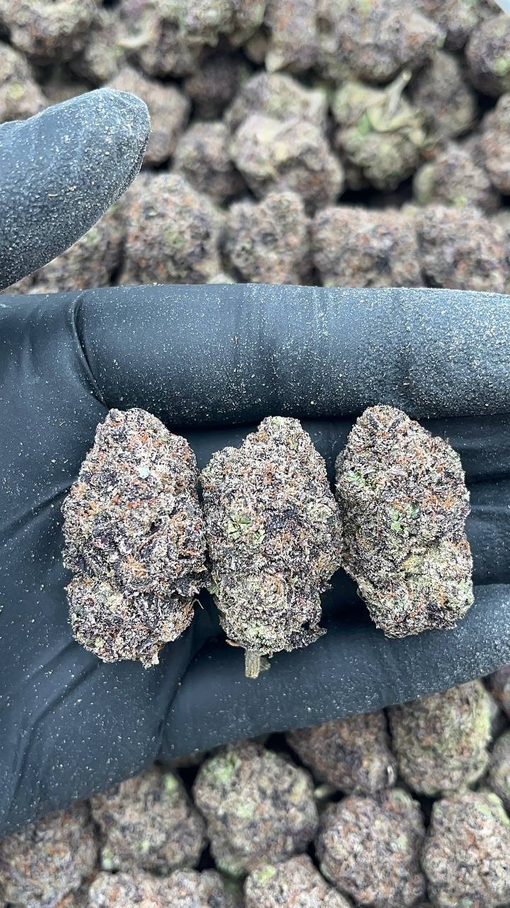 Rainbow Sherbet - PK524