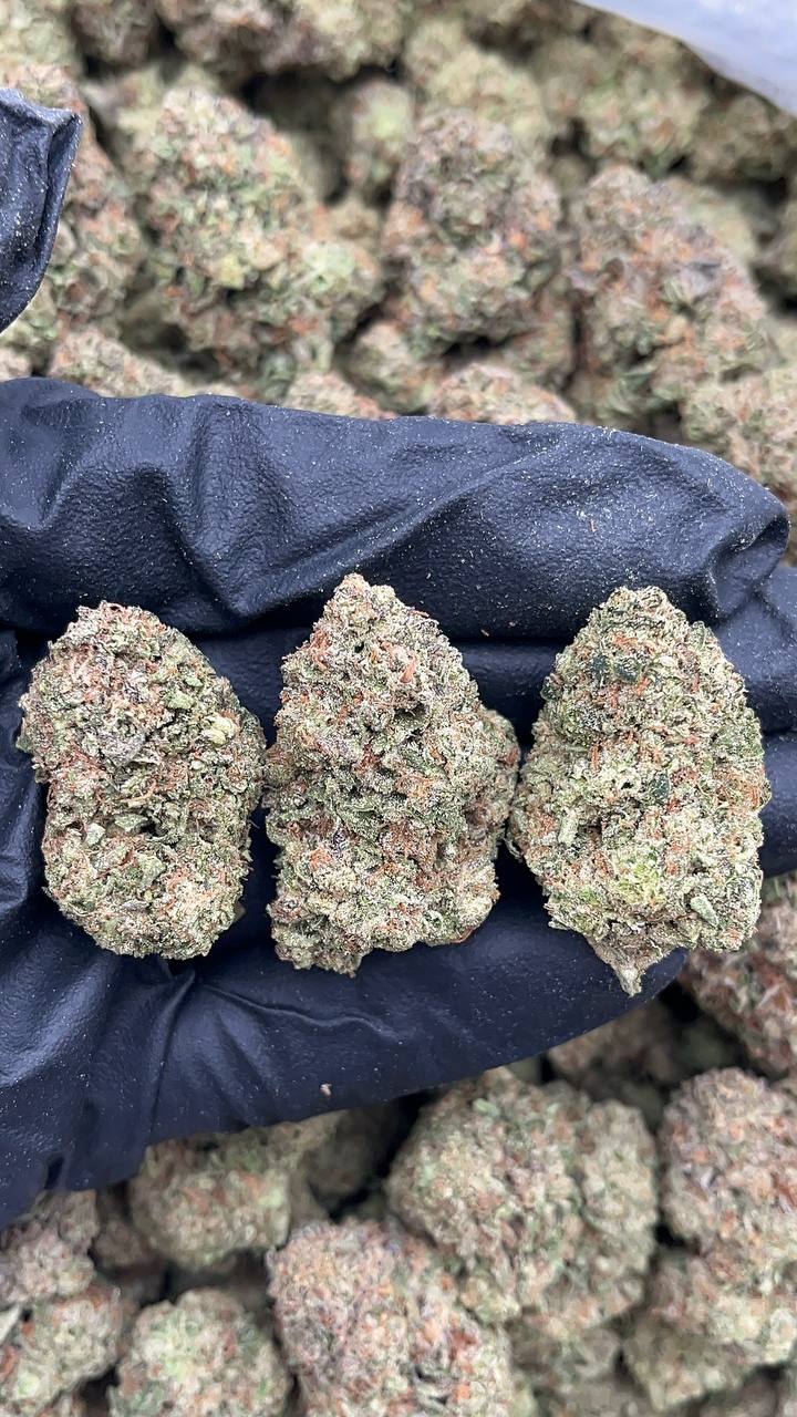 Birthday Cake - PK522