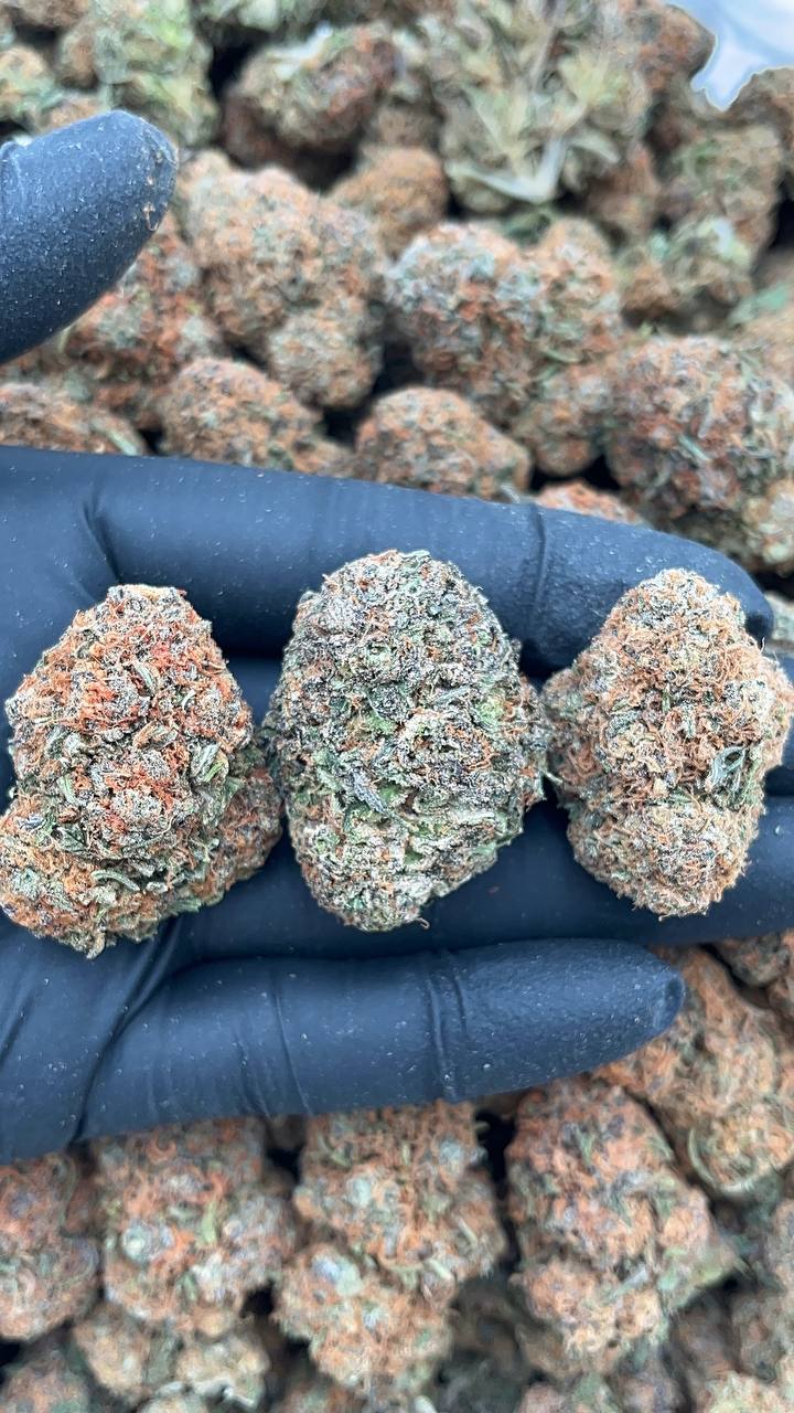 Fruit Loops - PK521
