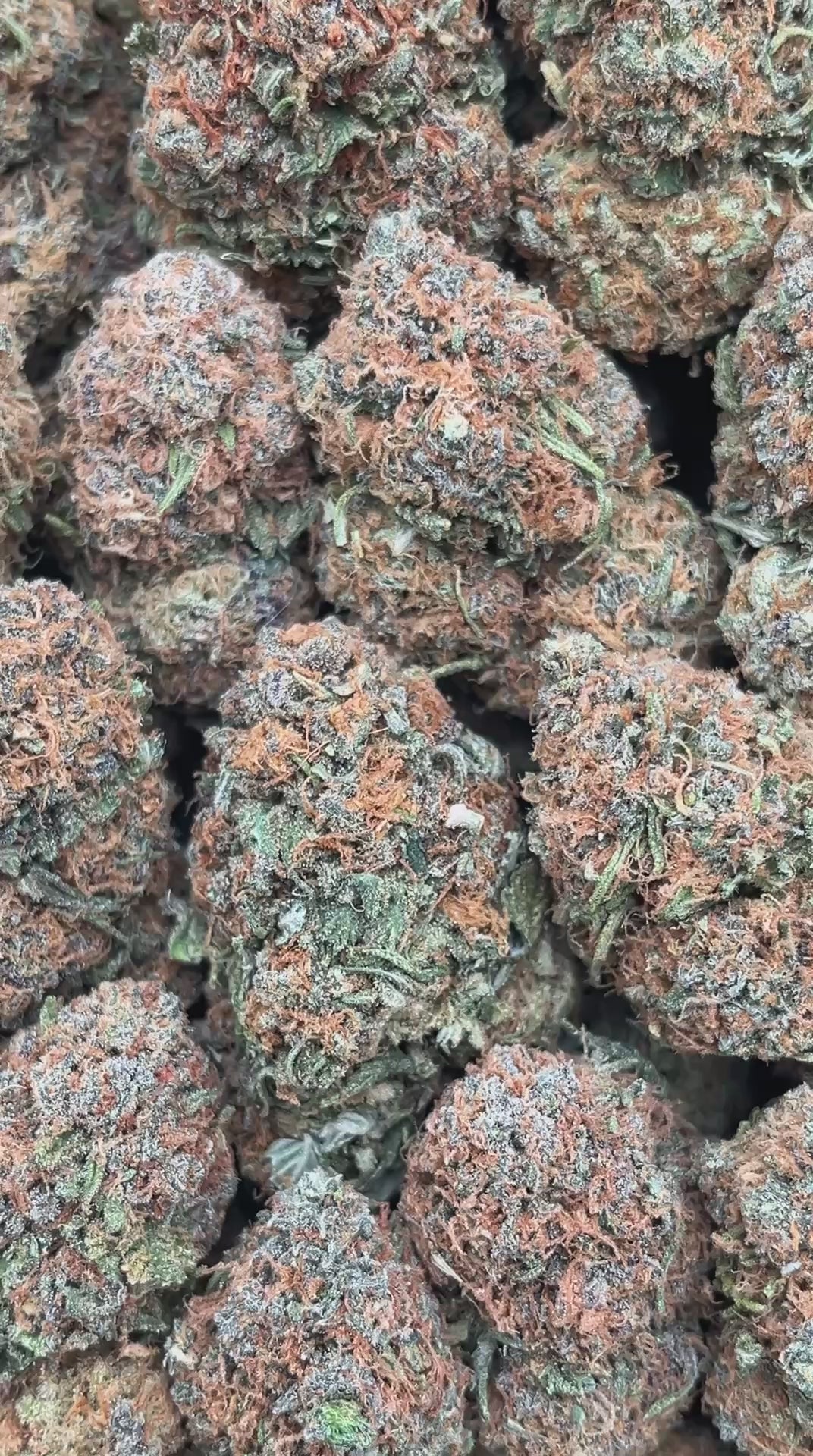 Fruit Loops - PK521