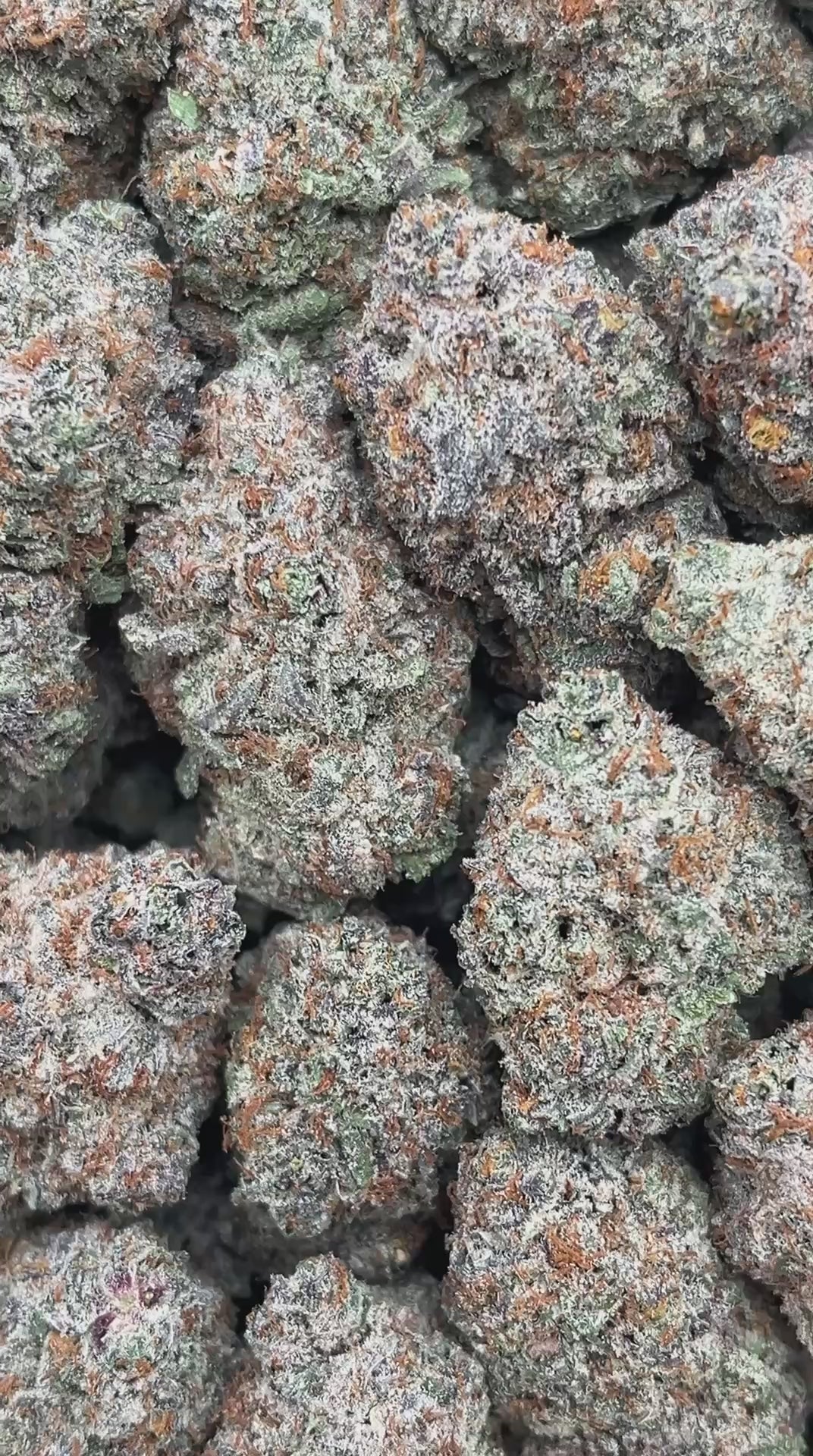 Blue Truffle - PK582