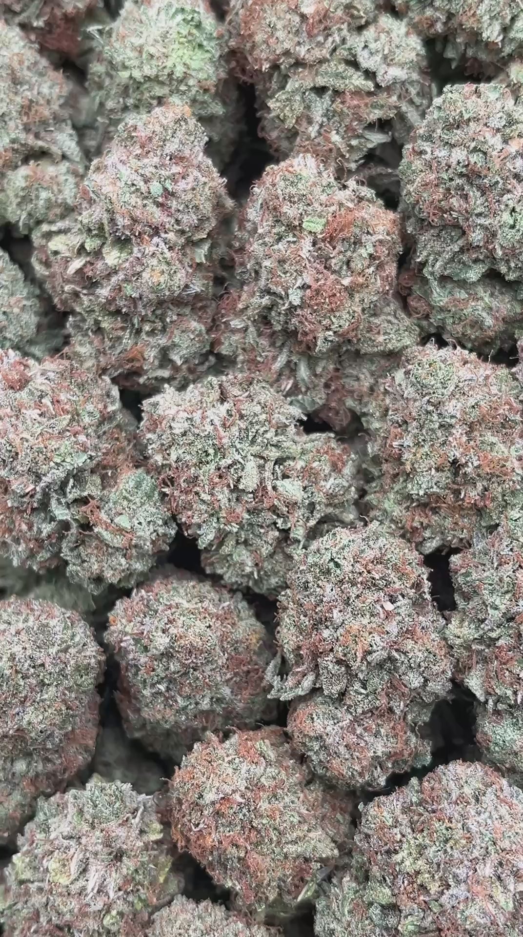 Platinum Punch - PK532