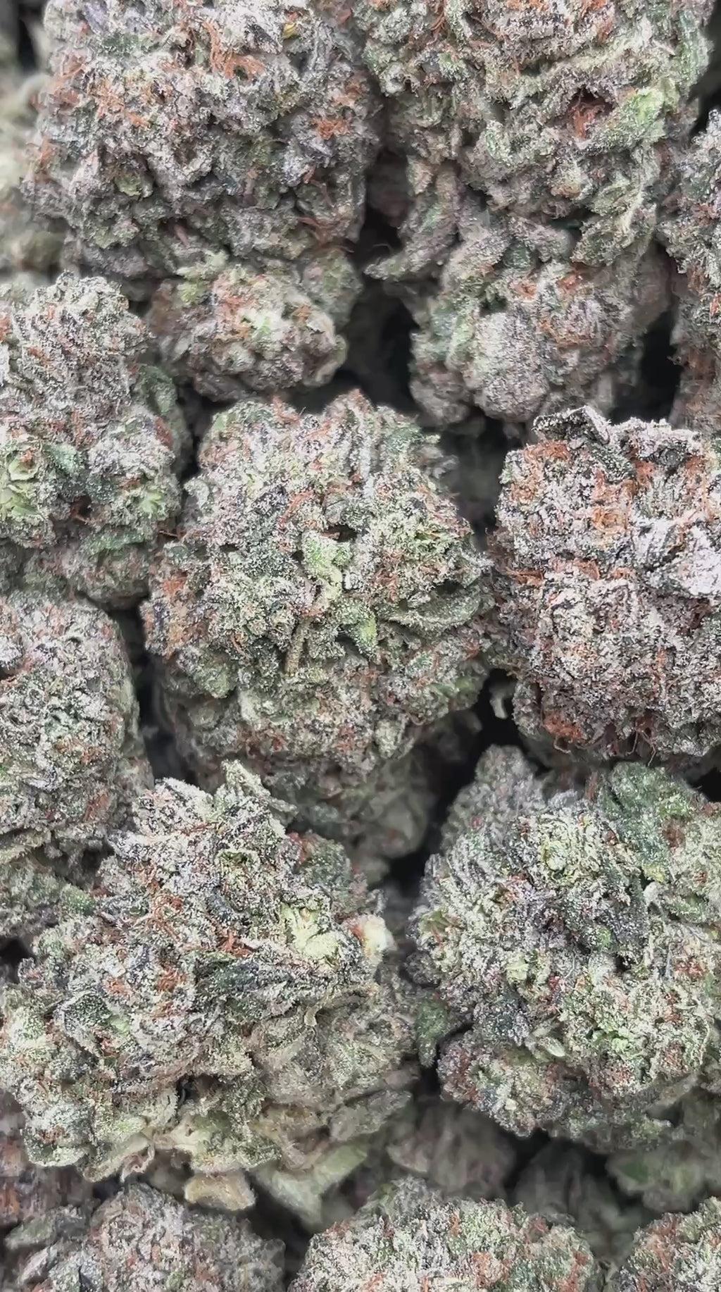 White Strawberry Skunk - PK570