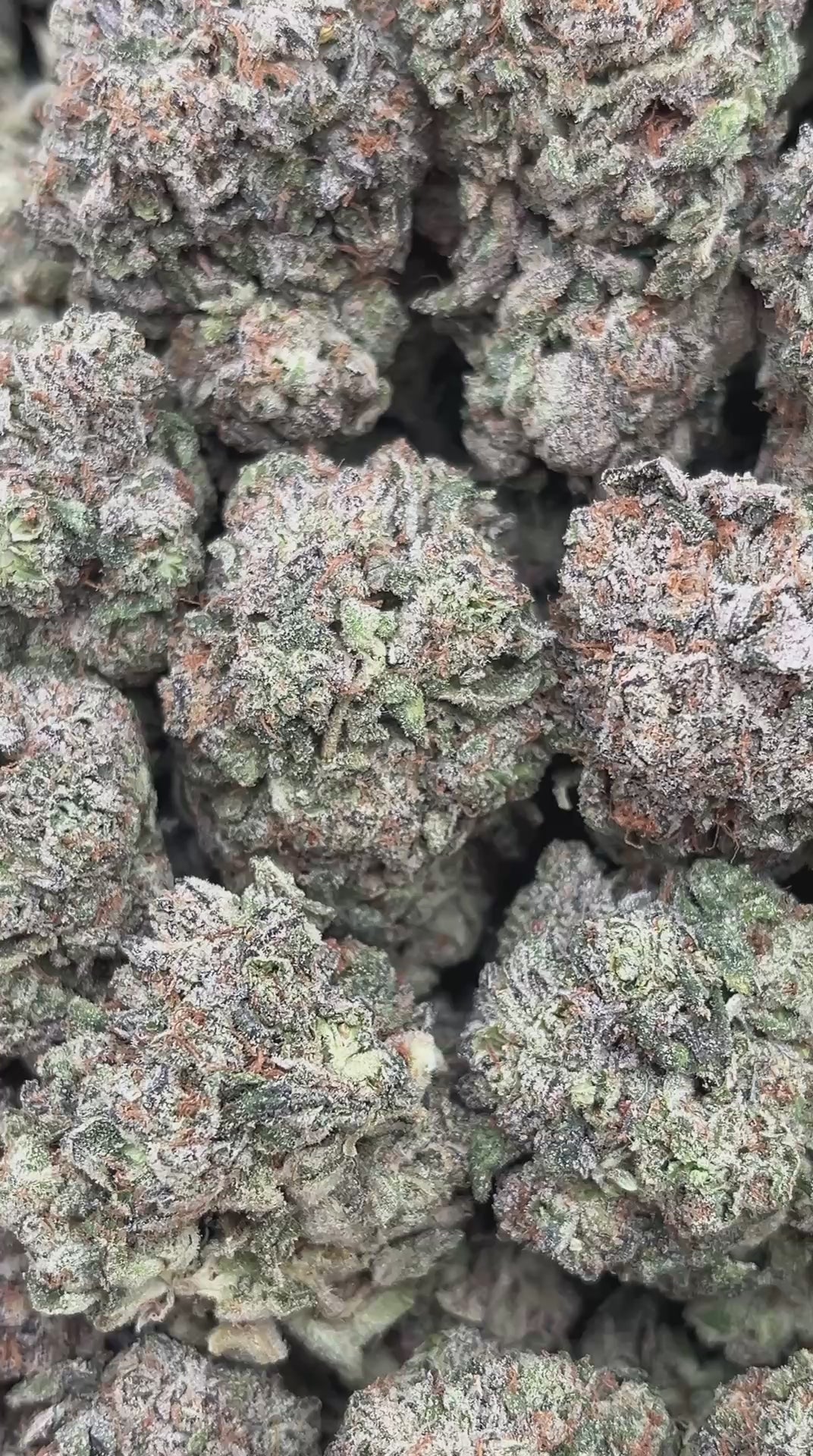 White Strawberry Skunk - PK570