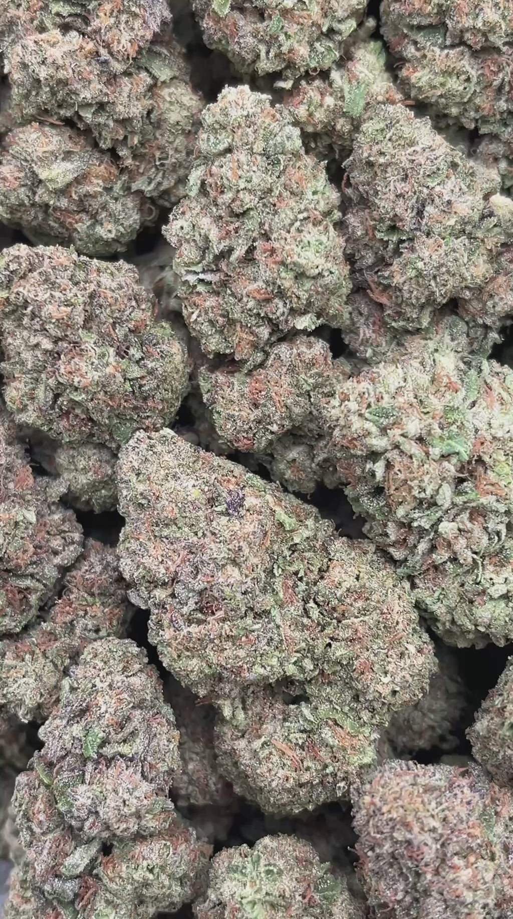 Birthday Cake - PK522