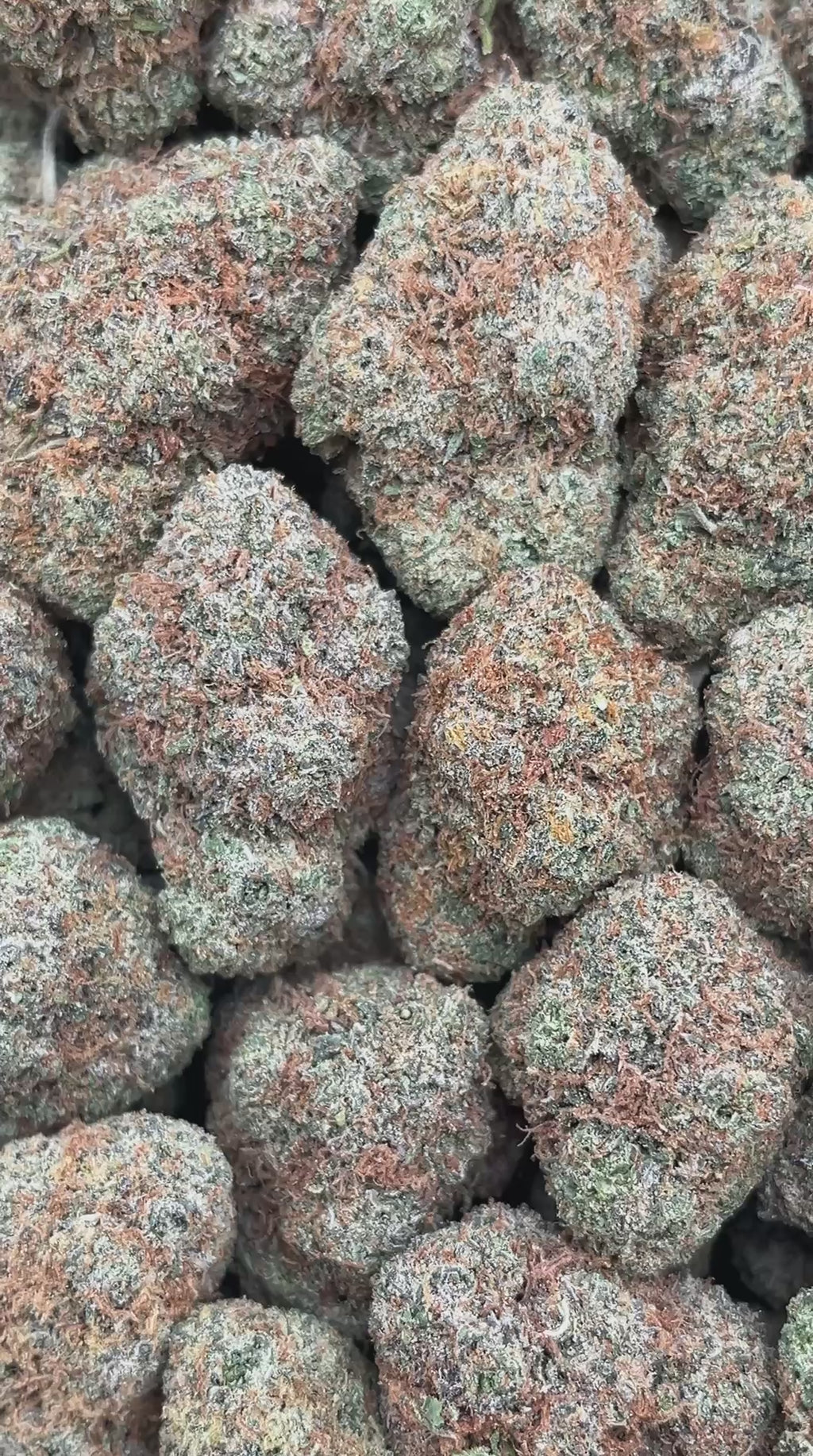 Tropical Slushie  - PK561