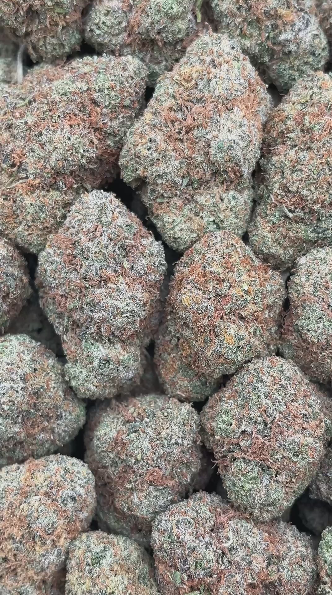 Tropical Slushie  - PK561