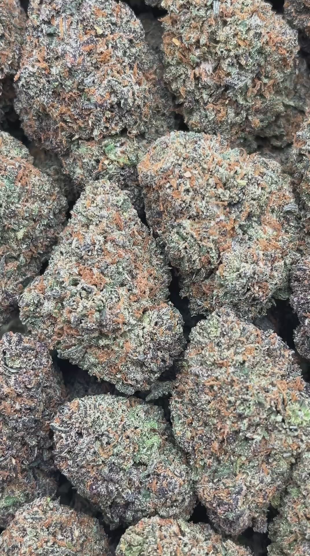 Donny Burger - PK559