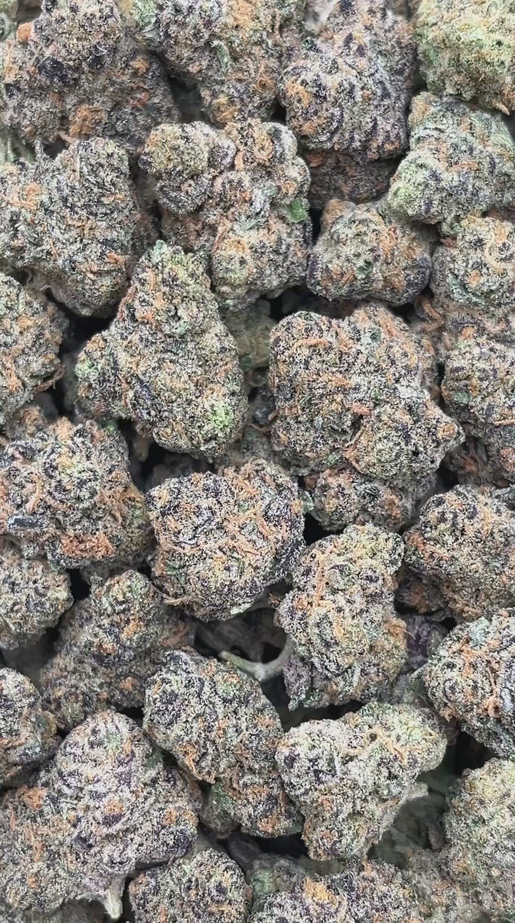 Cheetah Mintz Smalls - PK587