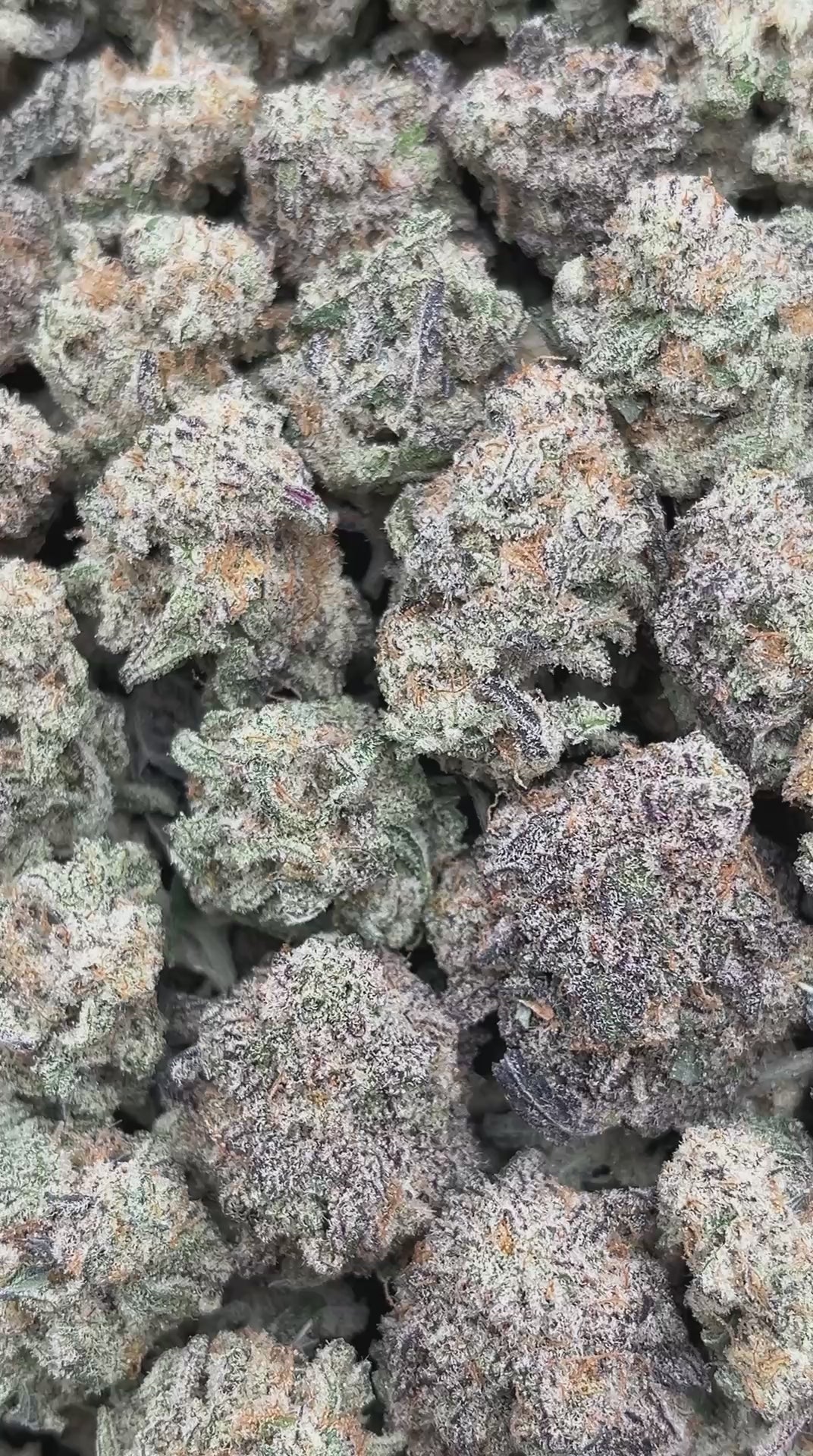 Alien Cookies Smalls - PK579